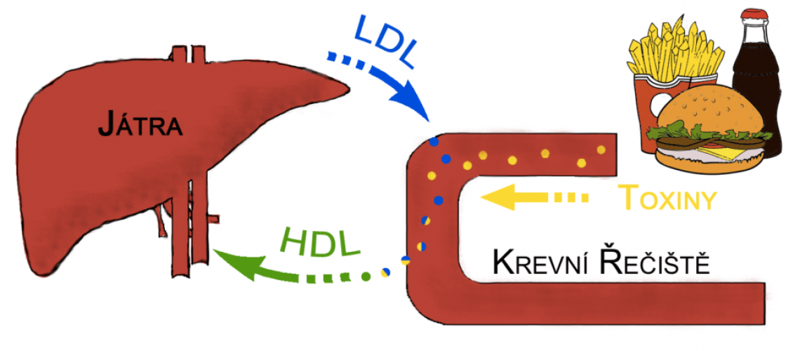 Cholesterol4-1024x436